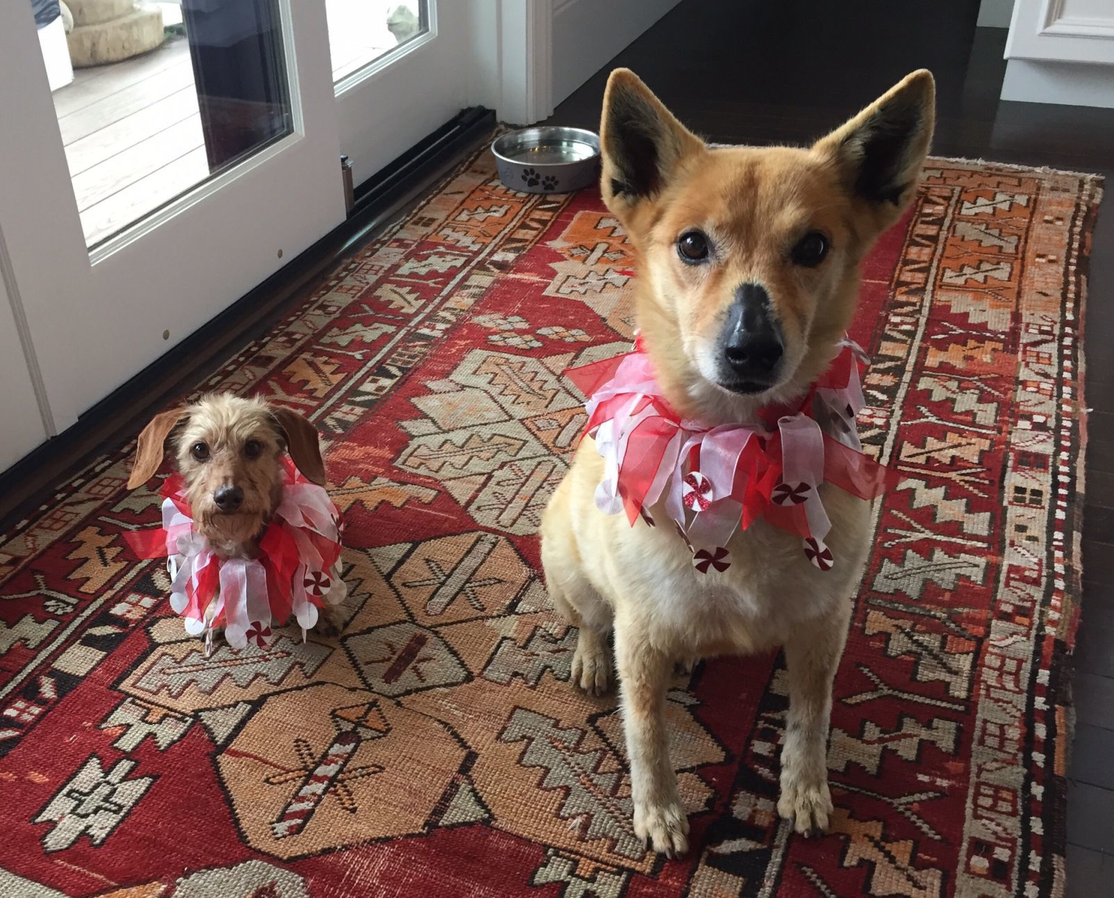 Pic of the Litter: Lola and Coyota